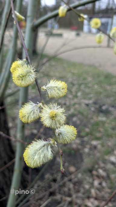 Blühende Weidenkätzchen mit gelben, flauschigen Knospen an einem Zweig.
