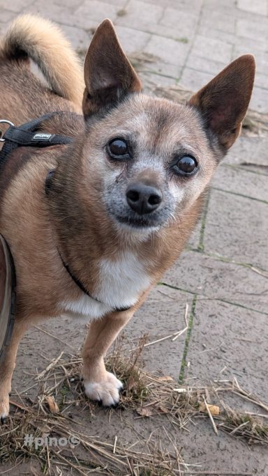 Kleiner, brauner Chihuahua mit aufmerksamen Augen und kurzem Fell steht auf dem Boden.