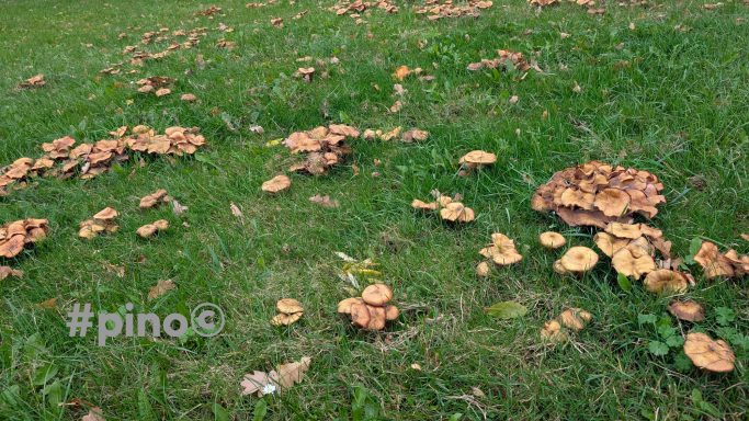 Verschiedene Pilze wachsen auf einer grünen Wiese.
