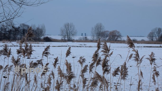 Schneebedeckte Landschaft mit hohen Gräsern und vereinzelten Bäumen im Hintergrund.