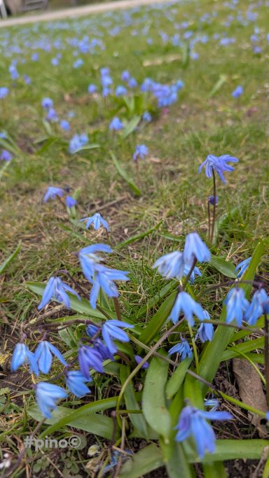 Vielzahl von blauen Schneeglöckchen auf grünem Gras.