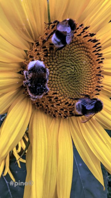 Drei Bienen sammeln Nektar auf einer sonnengelben Sonnenblume.