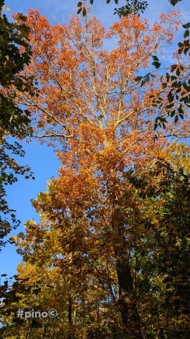 Hoher Baum mit orangefarbenem Laub vor einem blauen Himmel.