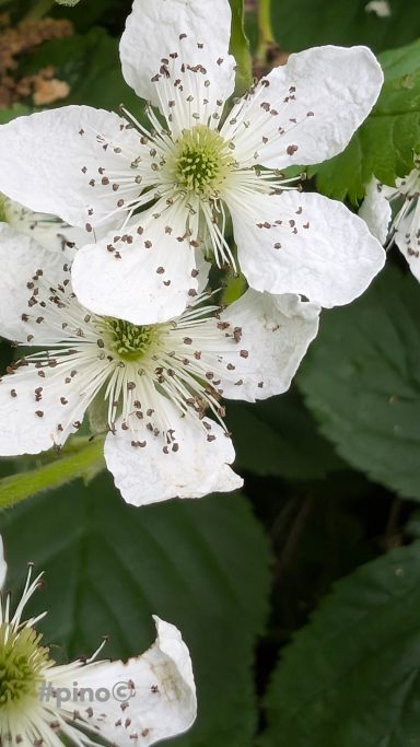 Weiße Blüten einer Brombeere mit grünen Blättern im Hintergrund.