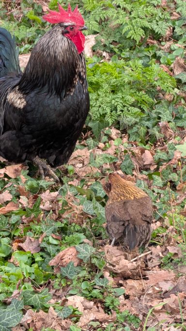 Ein schwarzer Hahn steht neben einem kleinen Huhn auf grünem, herbstlichem Boden.