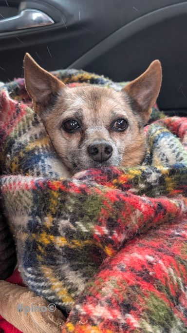 Kleiner Hund in einer bunten Decke eingewickelt, schaut neugierig.