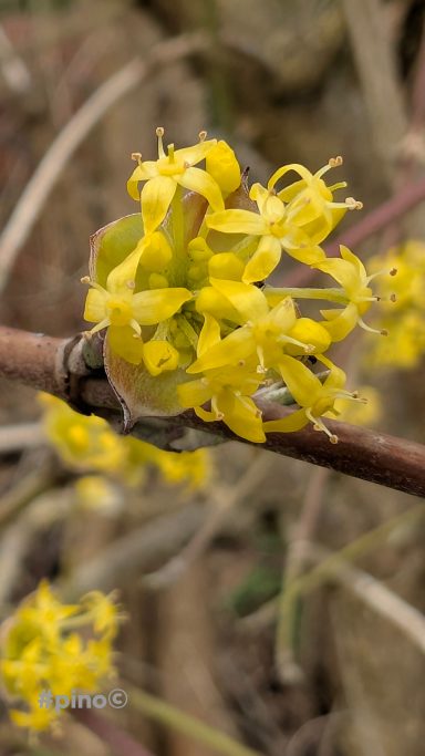 Gelbe Blüten mit feinen, geschwungenen Blütenblättern an einem dünnen Zweig.