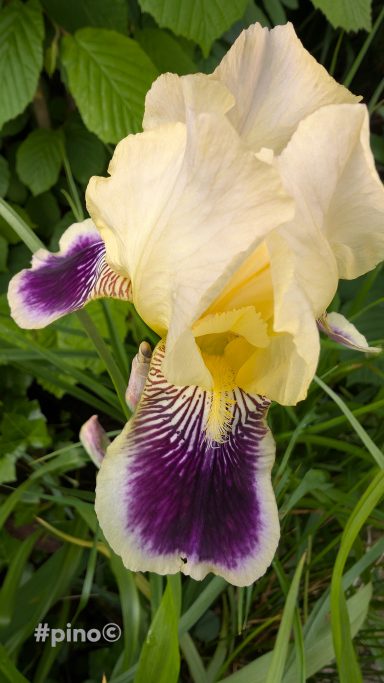 Eine gelbe Iris mit lila Farbakzenten und grünen Blättern im Hintergrund.