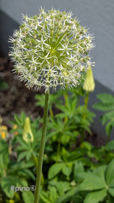Kugeliger Blütenstand mit vielen kleinen weißen Blüten auf langem grünen Stiel.