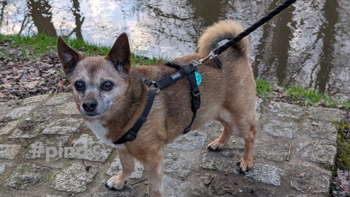 Brauner Hund mit Halsband steht am Wasserufer auf einem Steinweg.