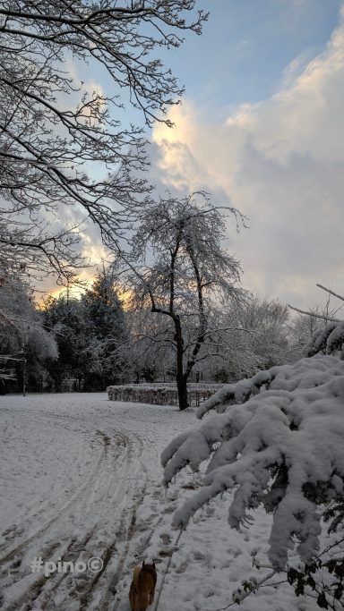 Schneebedeckter Winterpark mit Bäumen und einem bewölkten Himmel.