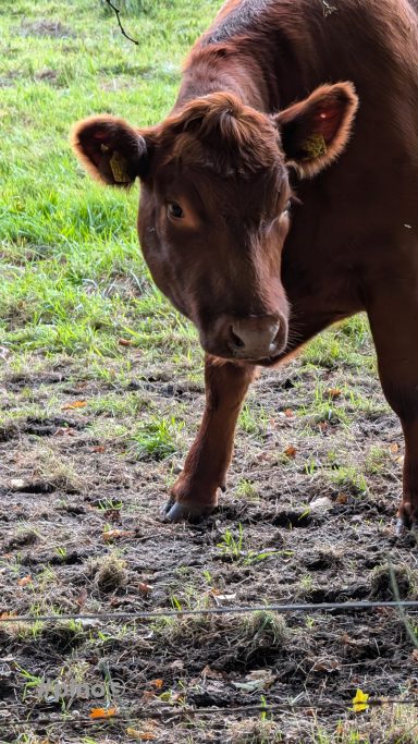 Braune Kuh steht auf einem grünen Feld mit Erde und Gras im Hintergrund.