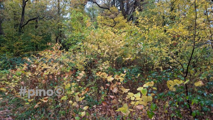 Bunte Herbstblätter und Sträucher in einem dichten, bewaldeten Bereich.