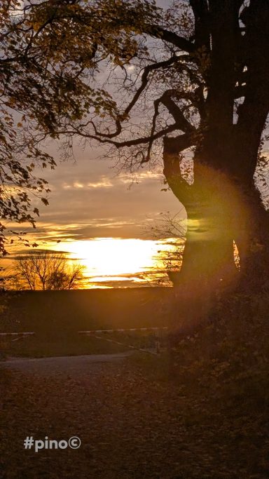 Sonnenuntergang hinter einem Baum mit warmen Farbtönen und weichem Licht.