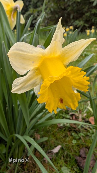 Gelbe Narzisse mit großen Blüten, umgeben von grünem Laub.
