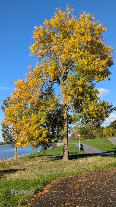 Ein gelbblättriger Baum steht an einem Weg neben einem Gewässer.