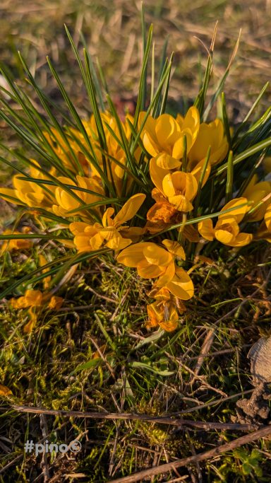 Gelbe Krokusse blühen zwischen grünem Gras in der Frühlingssonne.