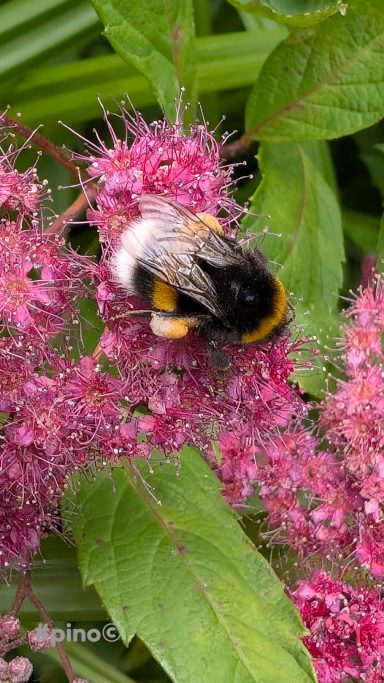 Hummel auf rosa Blüten einer Spiraea-Pflanze, umgeben von grünen Blättern.