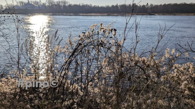 Uferpflanzen am Wasser mit Sonnenreflexion im Hintergrund.