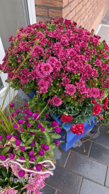 Bunte Blumenarrangements in verschiedenen Tönen von Pink und Rot in Kästen.