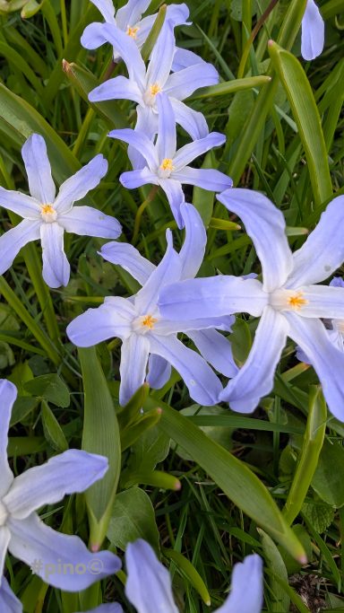 Lila Blumen mit weißen Blütenblättern und gelben Staubgefäßen in grünem Gras.