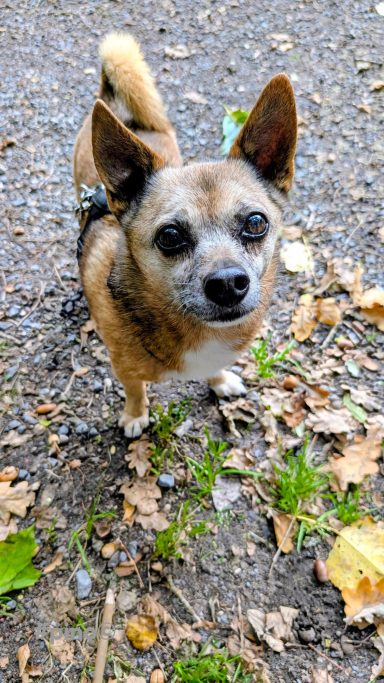 Kleiner, brauner Chihuahua mit aufmerksamen Augen auf einem Weg mit Laub.