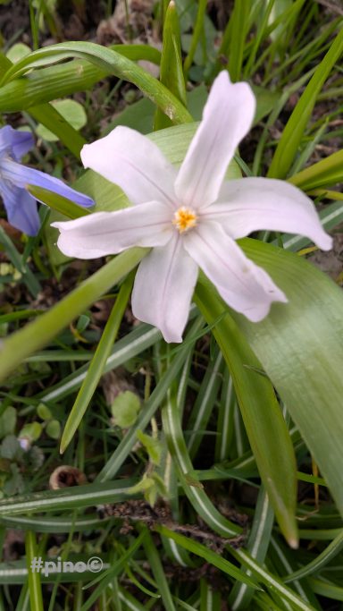 Eine zarte, weiße Blume mit sechs Blütenblättern und gelber Mitte, umgeben von grünem Gras.
