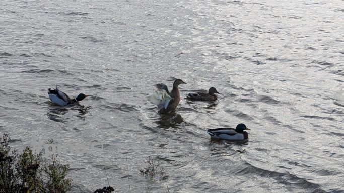 Vier Enten schwimmen auf einer ruhigen Wasseroberfläche.