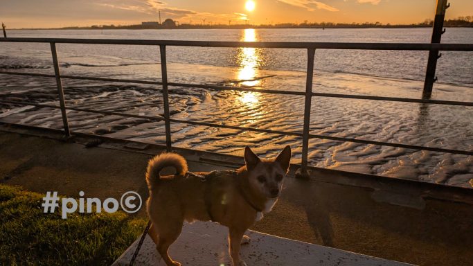 Ein Hund steht am Ufer bei Sonnenuntergang, reflektiertes Licht auf dem Wasser.
