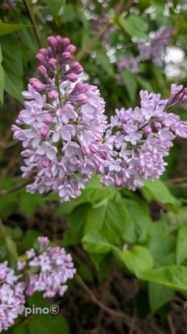 Zweige mit lila-fliederfarbenen Blumen und grünen Blättern.