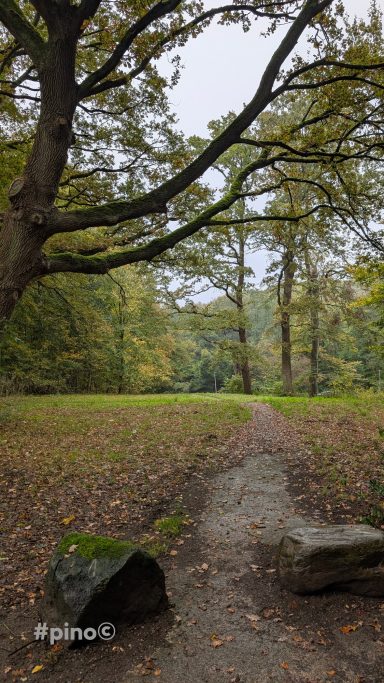Waldweg mit einem großen Baum und teilweise bedecktem Boden.