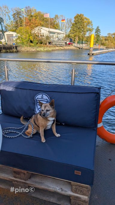 Ein Hund sitzt auf einer blauen Couch an einem Gewässer, im Hintergrund Bäume und Boote.