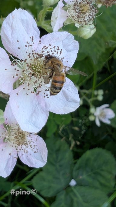 Eine Biene sitzt auf einer blühenden Brombeerblüte.