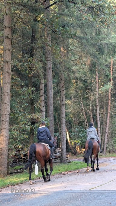 Zwei Reiter auf Pferden, die einen Waldweg entlangreiten, umgeben von Bäumen.