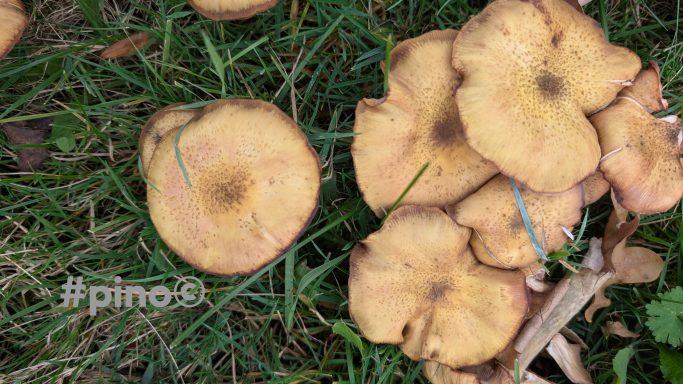 Braune Pilze wachsen auf grünem Gras. Einige sind gruppiert, andere liegen einzeln.