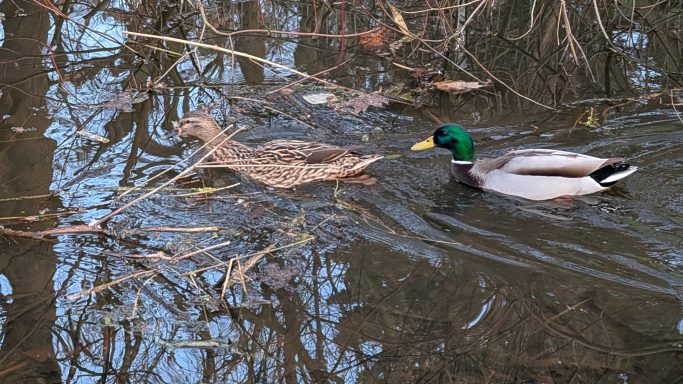 Ein Erpel schwimmt neben einer Ente im ruhigen Wasser eines Teiches.