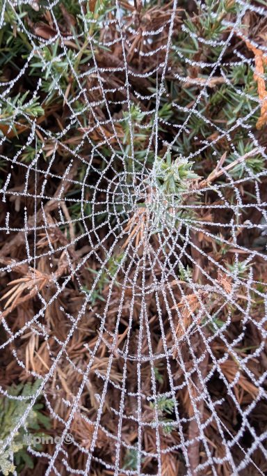 Ein makelloses Spinnennetz mit Tautropfen, umgeben von grünem Pflanzenmaterial.