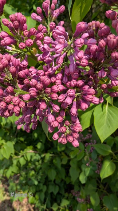 Lila Fliederblüten vor grünem Laub, dicht angesiedelt.