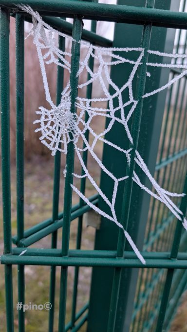 Ein Netz aus Frost an einem grünen Zaun.
