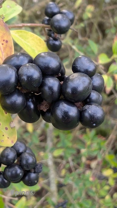 Schwarze Beeren wachsen dicht an einem grünen Zweig.