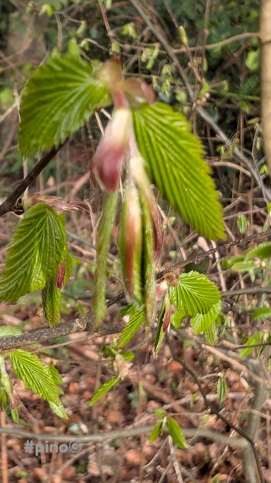 Zarte, grüne Knospen an einem Zweig mit verschwommenem Hintergrund.