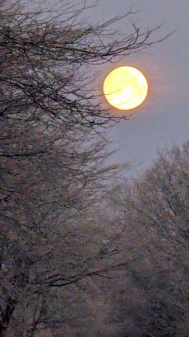 Sonnenuntergang hinter silhouettierten Bäumen, orangefarbener Himmel.