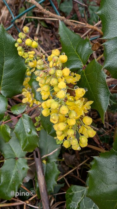 Gelbe Blütenstände des Mahagonis mit grünen Blättern im Hintergrund.