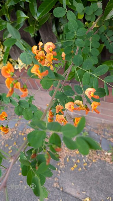 Orangenblühende Pflanze mit grünen Blättern und kleinen, geschwungenen Blüten.