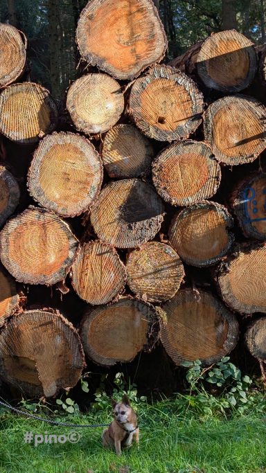 Ein kleines Tier sitzt vor einem gestapelten Haufen Baumstämme im Freien.