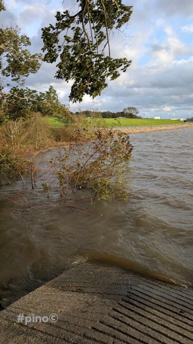 Ein Baum wächst am Ufer eines ruhigen Gewässers unter einem bewölkten Himmel.
