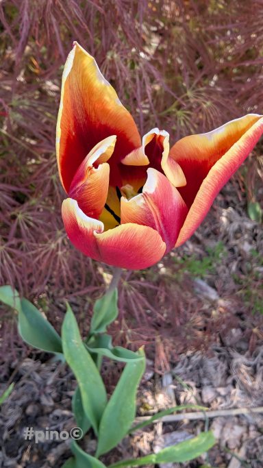 Eine orange-rote Tulpe mit geschlossenen Blütenblättern und grünen Blättern.