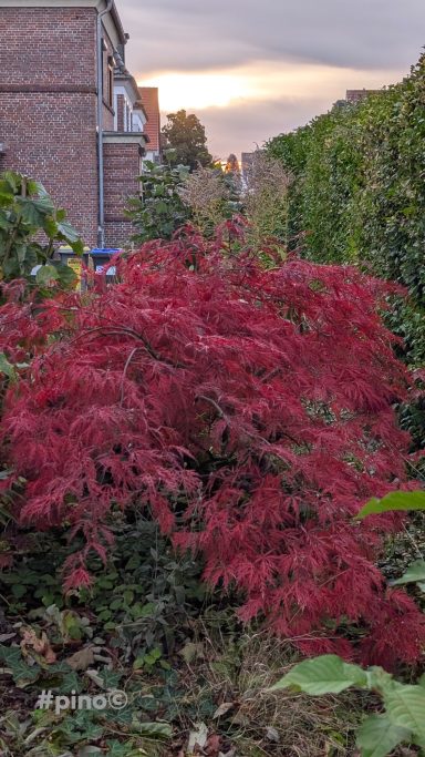 Leuchtend rote Pflanzen im Vordergrund, mit einer urbanen Umgebung im Hintergrund.
