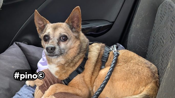 Ein brauner Chihuahua mit einem Geschirr sitzt auf einem Kissen im Auto.
