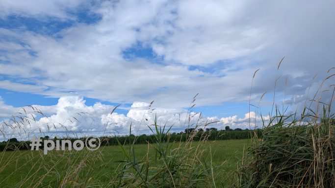 Weite Wiese mit hohem Gras und einem klaren blauen Himmel, Wolken am Horizont.
